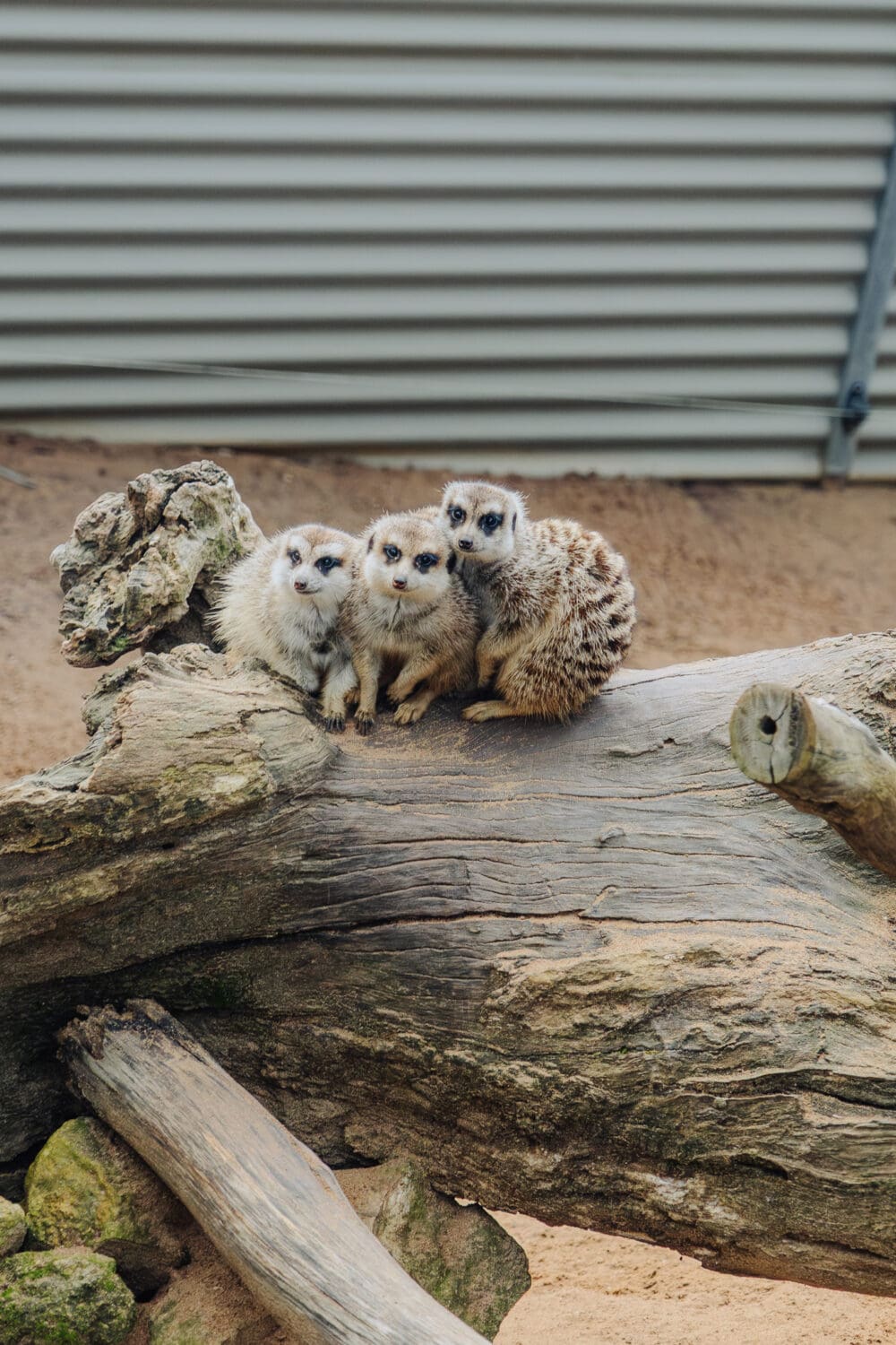XCTW_Gorge_Wildlife-05