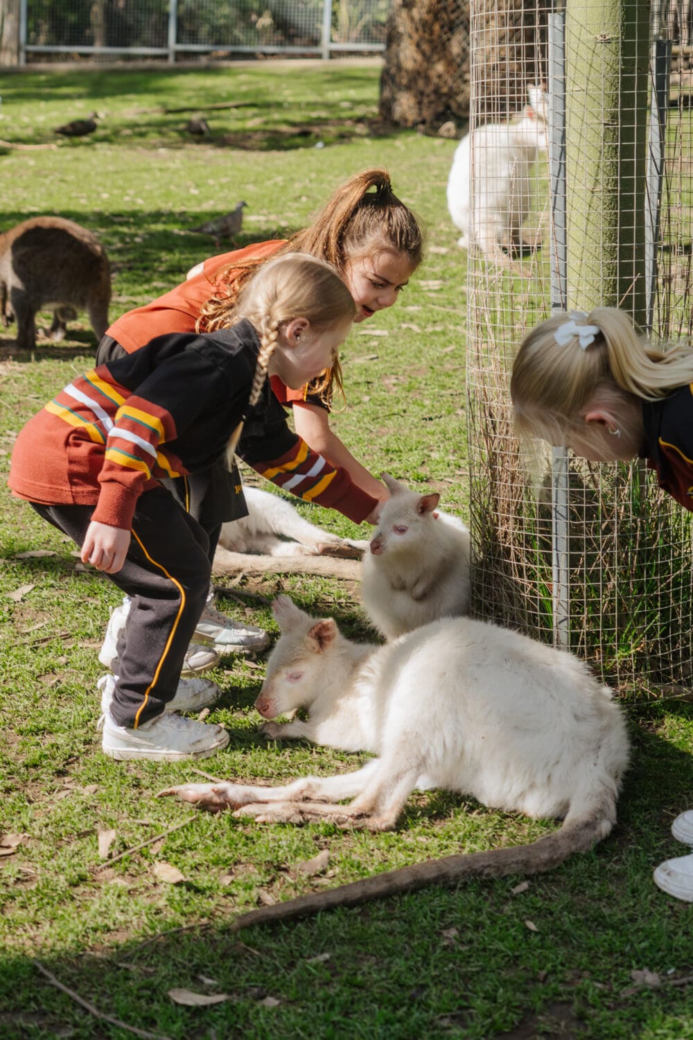 XCTW_Gorge_Wildlife-39